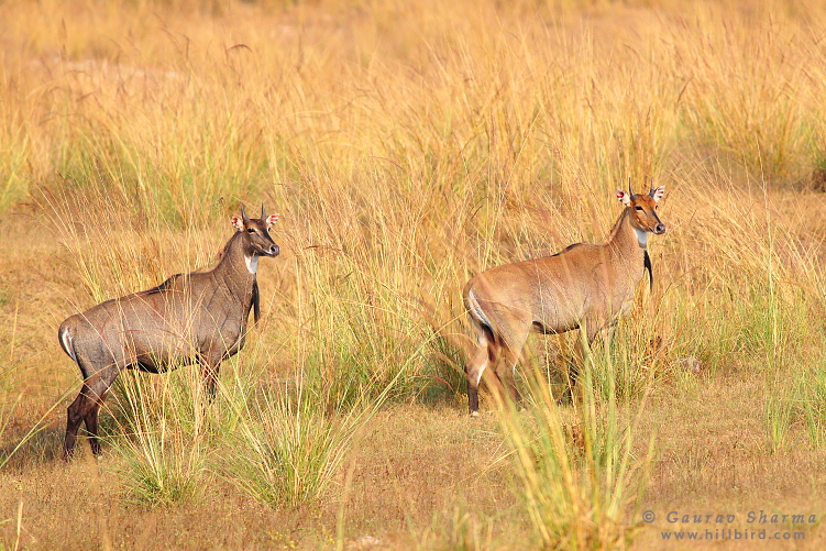 Nilgai Male and
        Female in Pench