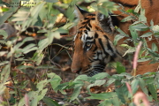 Tiger in Pench