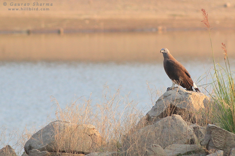 Grey-headed
        Fish Eagle