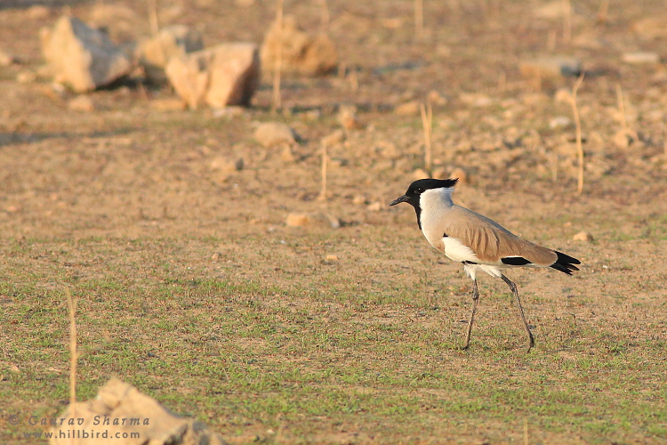 River Lapwing