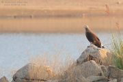 Grey-headed Fish
          Eagle Pench