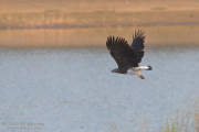 Grey-headed Fish
          Eagle Pench