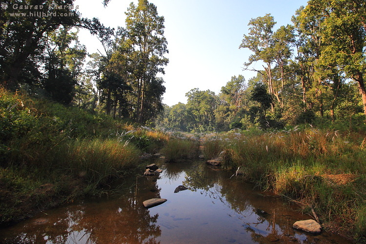 Kanha Forest
        Stream