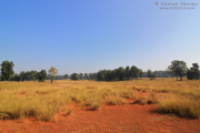 Meadows
          Kanha