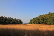 Backwaters
          Pench