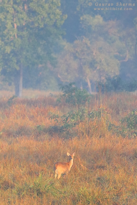 Barasingha
        Female in Kanha