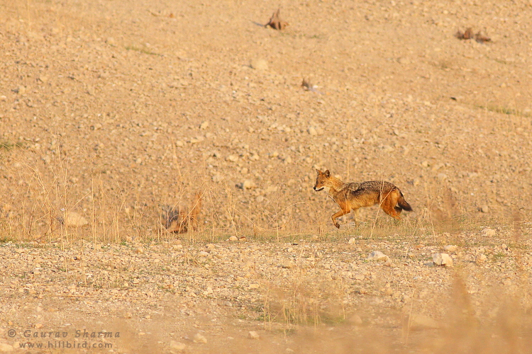 Golden Jackal
        in Pench