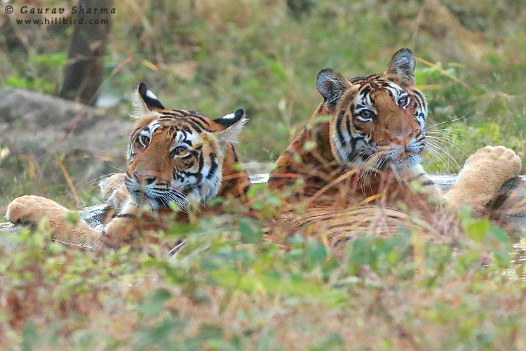 Tiger Cubs
        Kanha