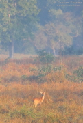 Barasingha
          Female Kanha