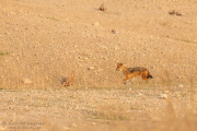 Golden Jackal
          Pench