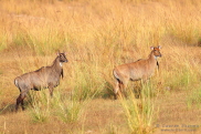 Nilgai Pench