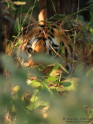 Tiger Pench