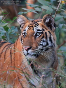 Tiger Pench